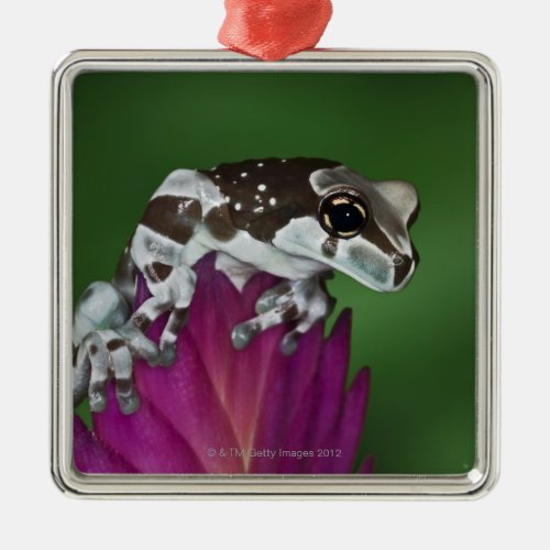 Milk Frog Trachycephalus resinifictrix Metal Ornament