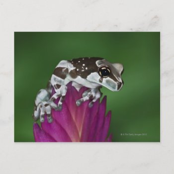 Milk Frog  Trachycephalus Resinifictrix Postcard by prophoto at Zazzle