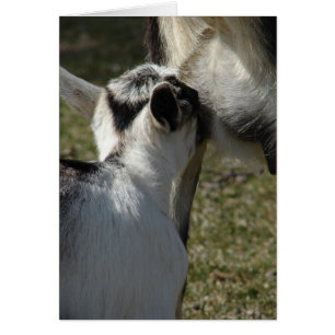 Milk is Good Cards