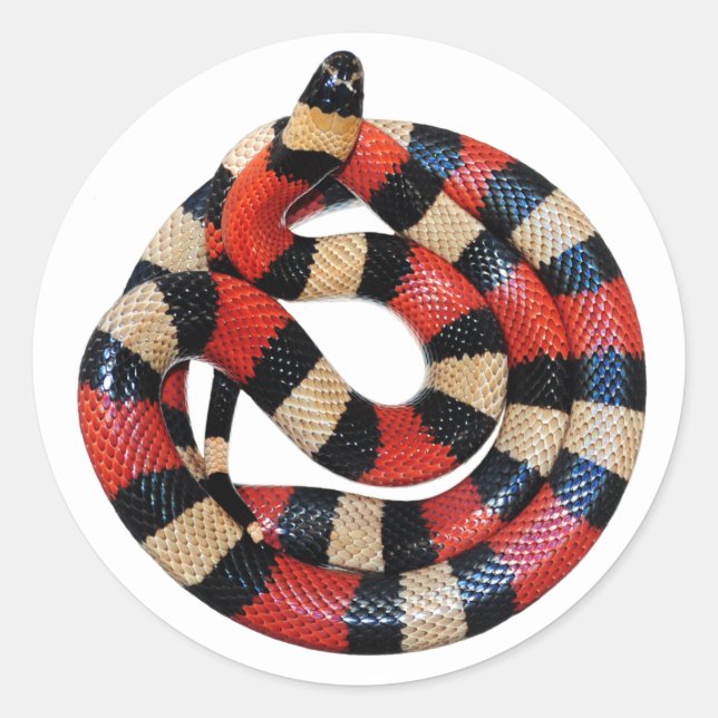 Milk snake classic round sticker (Front)