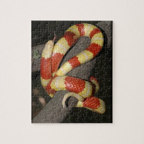 Milk snake jigsaw puzzle