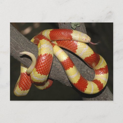 Milk snake postcard