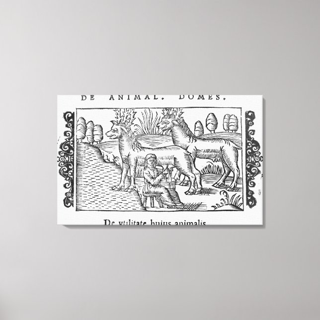 Milking reindeers canvas print (Front)