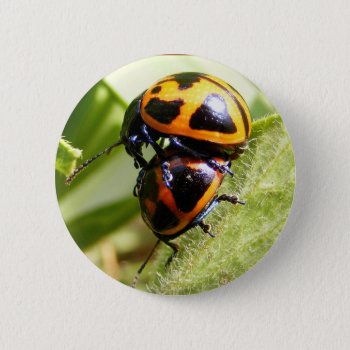 Milkweed Beetles ~ Button by Andy2302 at Zazzle