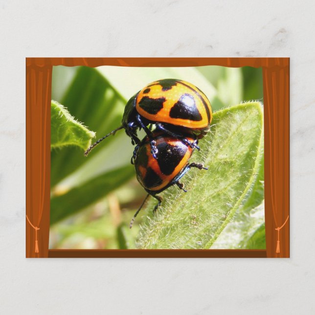 Milkweed Beetles ~ postcard (Front)