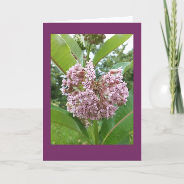 Milkweed Blank Note Card (Front)