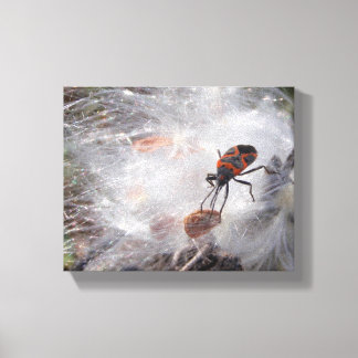 Milkweed Bug on Milkweed Down Canvas Print