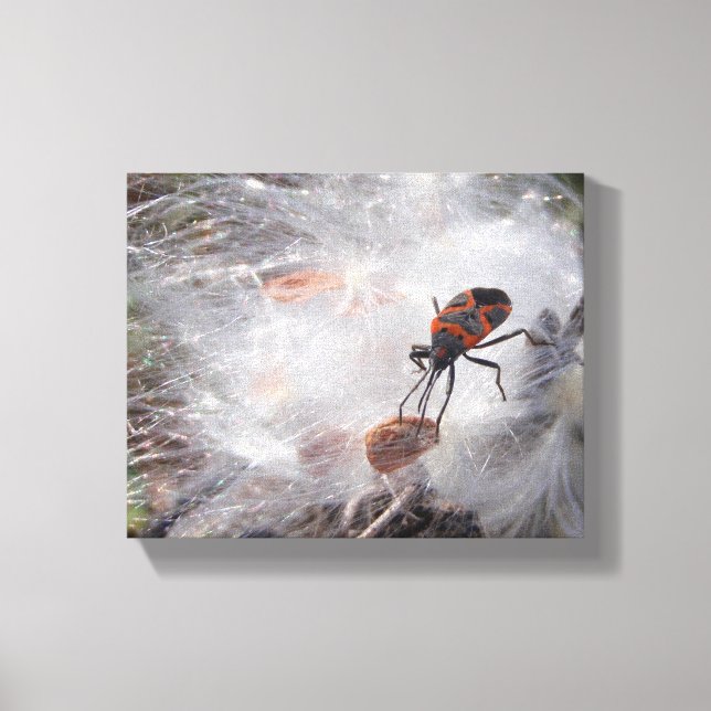 Milkweed Bug on Milkweed Down Canvas Print (Front)
