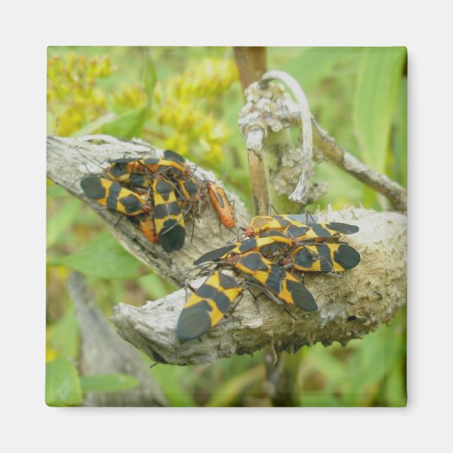 Milkweed Bugs Family #1 Magnet (Front)