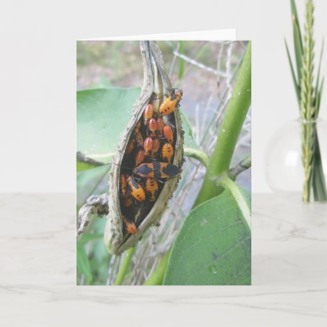 Milkweed Bugs Family Note Card (Front)