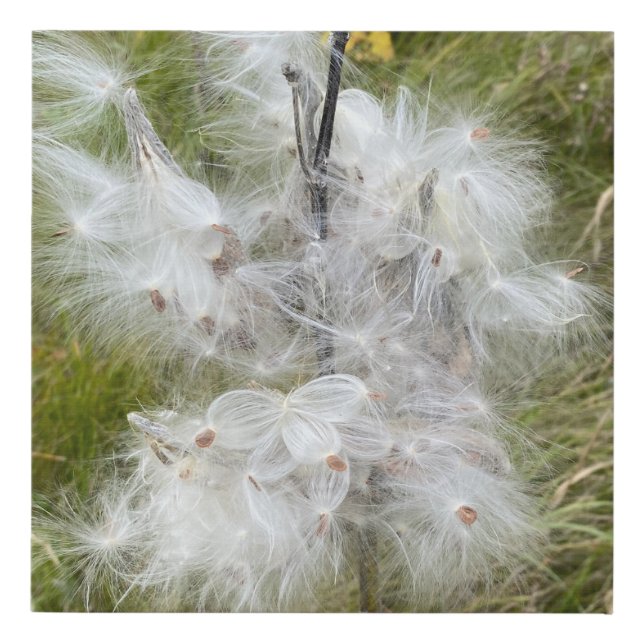 Milkweed | Butterfly | Faux Canvas Print (Front)