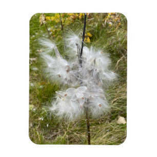 Milkweed   Butterfly   Flexible Magnet