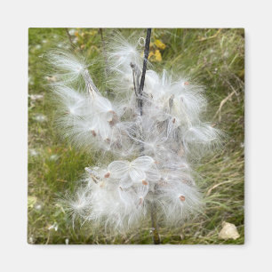 Milkweed Butterfly Office Magnet