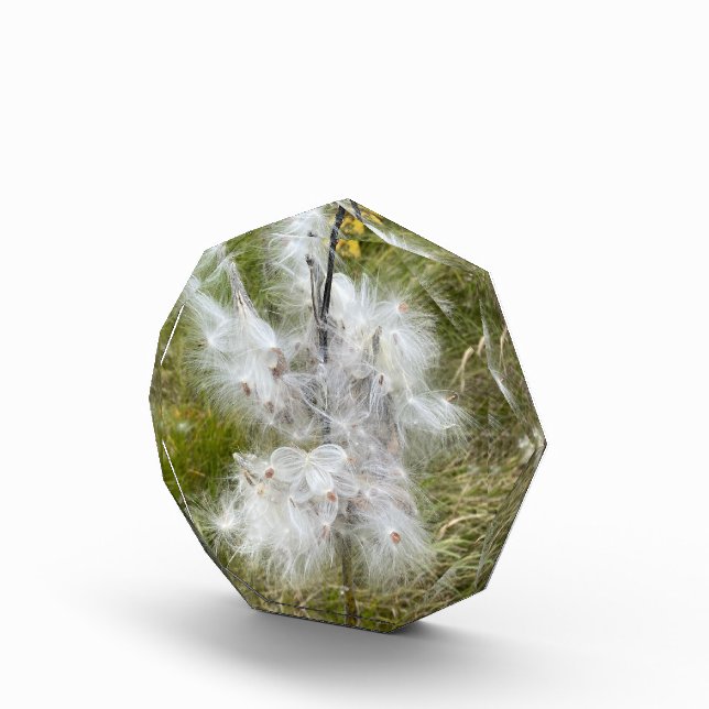 Milkweed | Butterfly | Photo Block (Right)