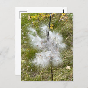 Milkweed Butterfly Postcard