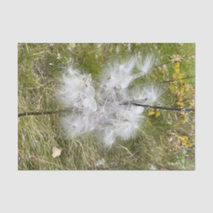 Milkweed Butterfly Tissue Paper