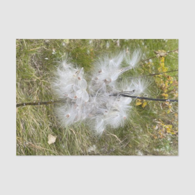 Milkweed | Butterfly | Tissue Paper (Front)