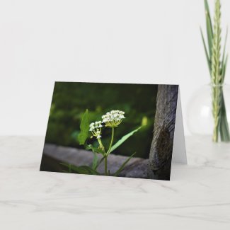 Milkweed, card