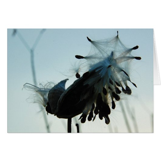Milkweed Cards (Front Horizontal)