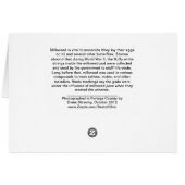 Milkweed Cards (Back Horizontal)