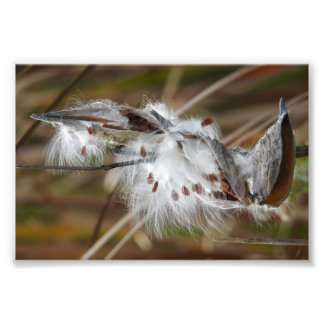 Milkweed Gone to Seed Photo Print