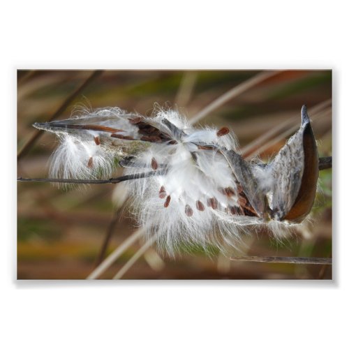 Milkweed Gone to Seed Photo Print