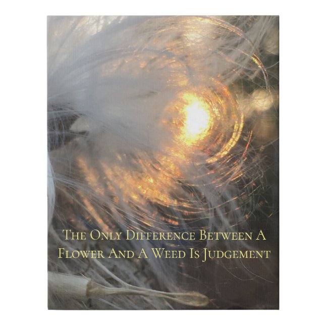 milkweed in sun on canvas (Front)