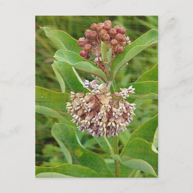Milkweed is Pretty Postcard (Front)