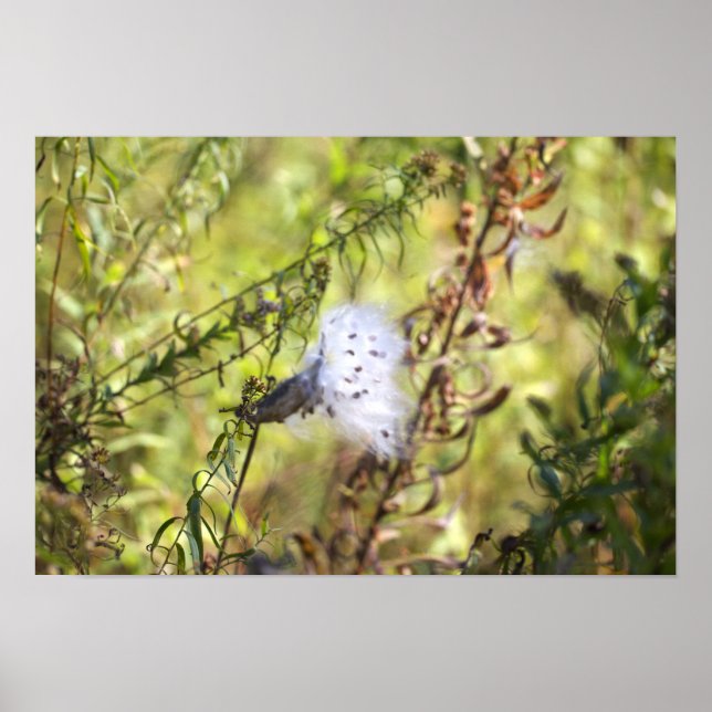 Milkweed Photo Poster (Front)