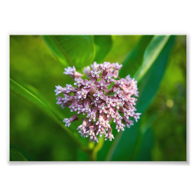 Milkweed --  photo print (Front)