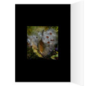 Milkweed Pod Frenzy (Inside (Left))