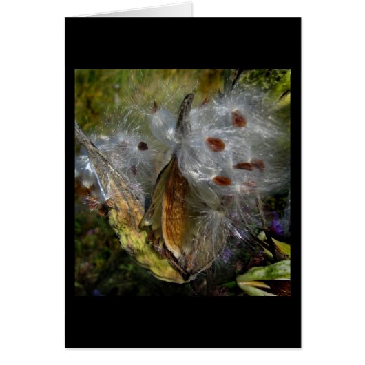 Milkweed Pod Frenzy Cards (Front)