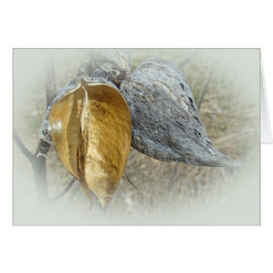 Milkweed Pods