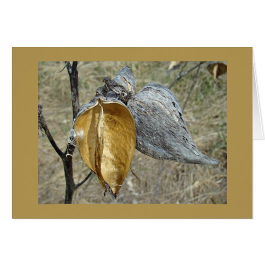 Milkweed Pods Cards (Front Horizontal)