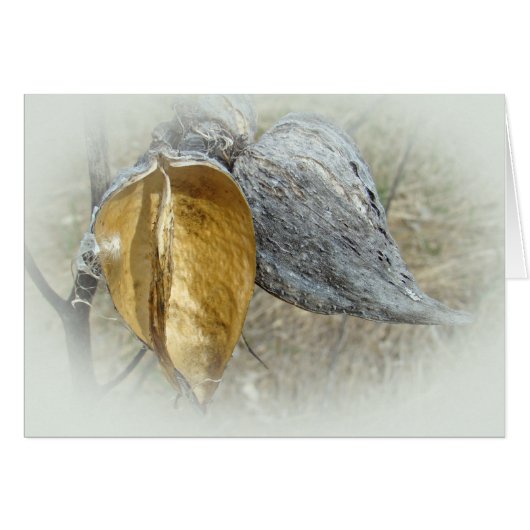 Milkweed Pods Cards (Front Horizontal)