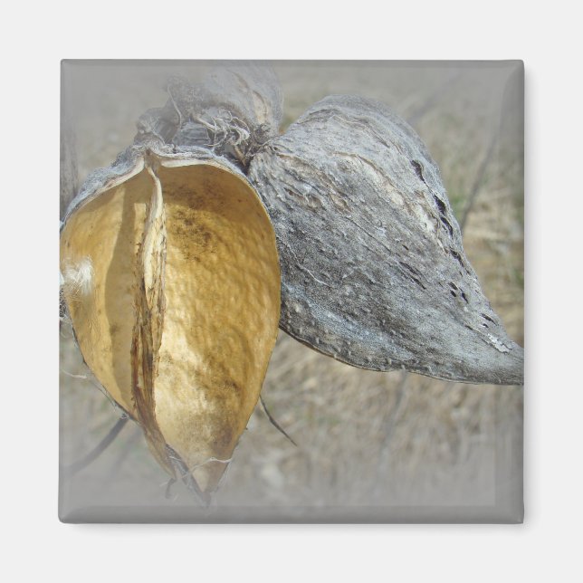 Milkweed Pods Magnet (Front)