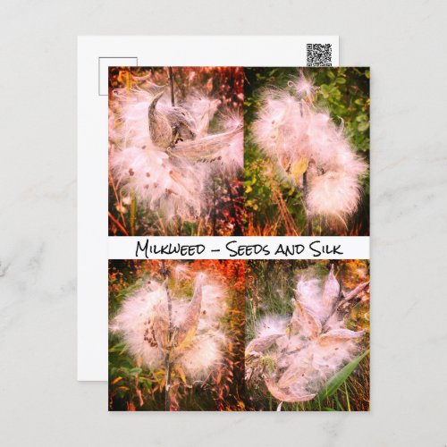 Milkweed  Sangria Postcard