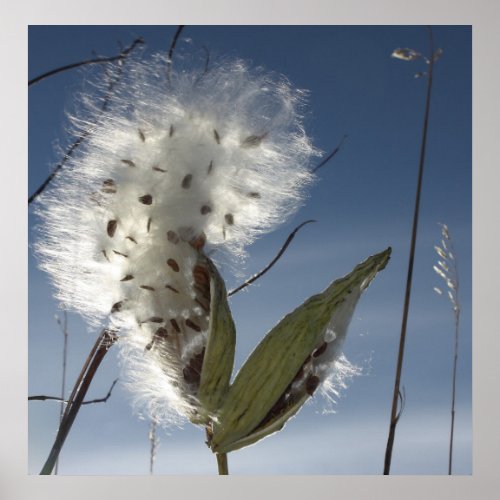 Milkweed Seeds and Pods Poster