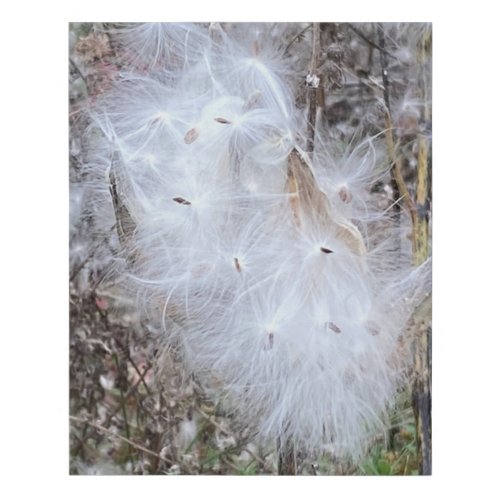 Milkweed Seeds and Silk Faux Canvas Print