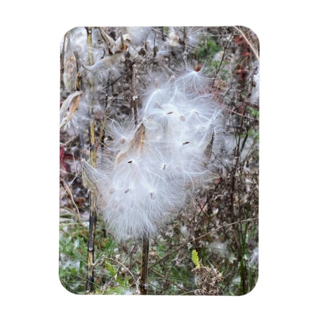Milkweed Seeds and Silk Flexible Magnet (Vertical)