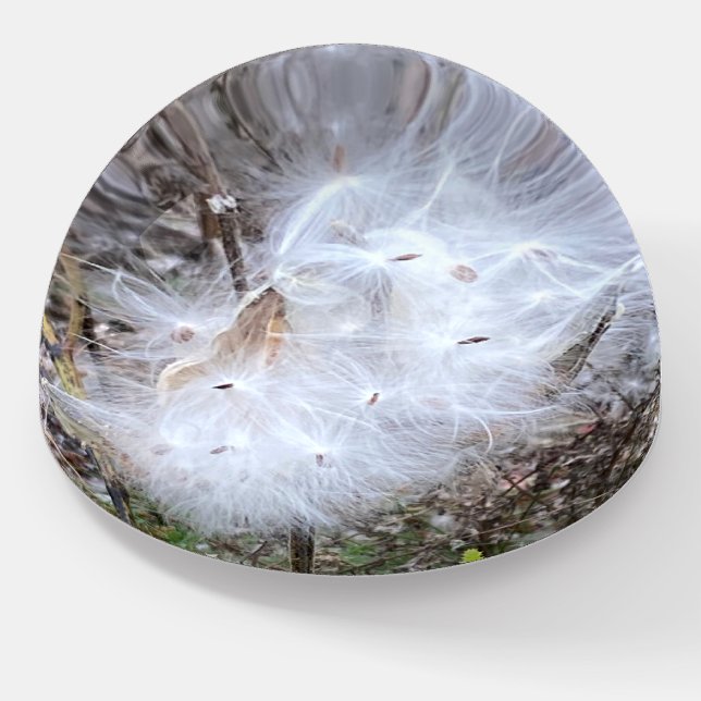 Milkweed Seeds and Silk Paperweight (Angled)