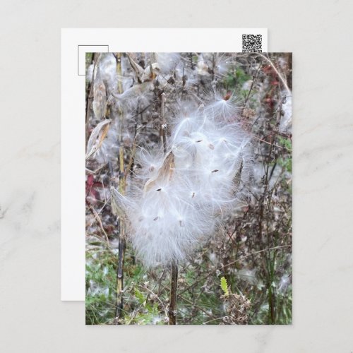 Milkweed Seeds and Silk Postcard