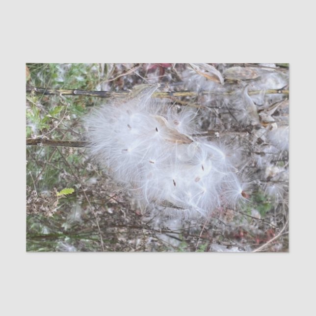 Milkweed Seeds and Silk Tissue Paper (Front)