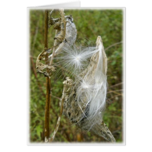 Milkweed Seeds Coordinating Items Cards (Front)
