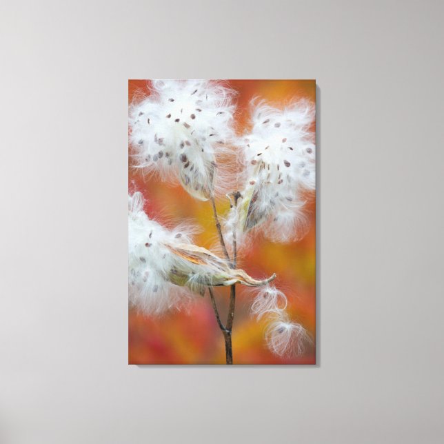 Milkweed seeds in autumn, Canada Canvas Print (Front)