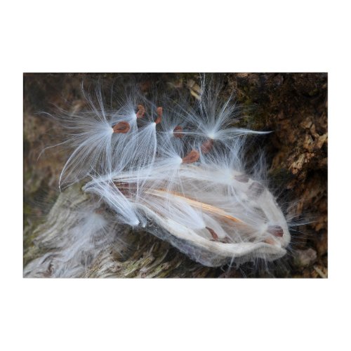 Milkweed Seeds Ready To Take Flight Nature Photo Acrylic Print