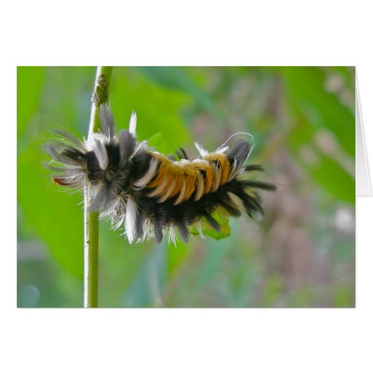 Milkweed Tussock Moth Caterpillar Items Cards (Front Horizontal)