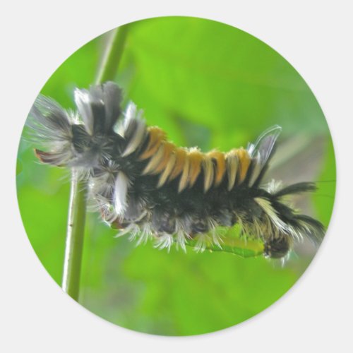 Milkweed Tussock Moth Caterpillar Items Classic Round Sticker