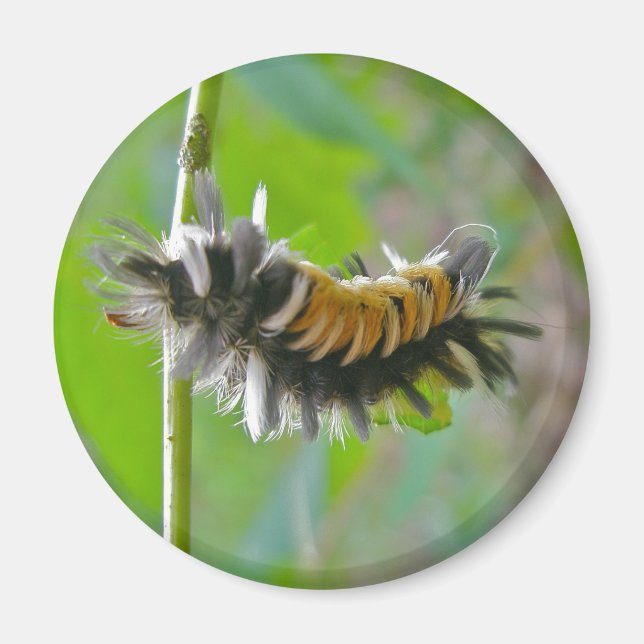 Milkweed Tussock Moth Caterpillar Items Magnet (Front)