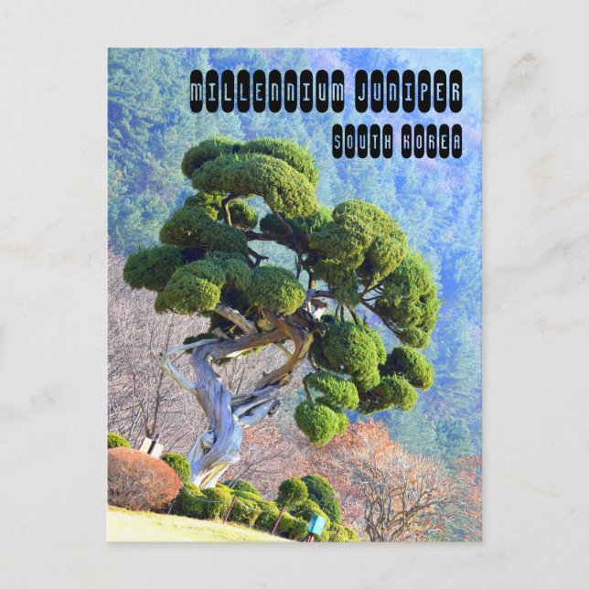 Millennium Juniper in Gapyeong Korea Postcard (Front)